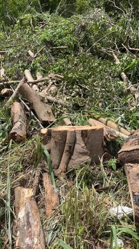 Freshly cut tree stump in deforested forest area
