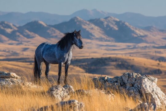 Free-Roaming Stallion Over Pryor Mountains Ridge with Expansive Sky