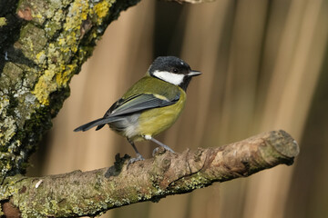 Great tit (Parus major) perched on a mossy tree branch in the wild, beautiful yellow songbird close-up © Badr