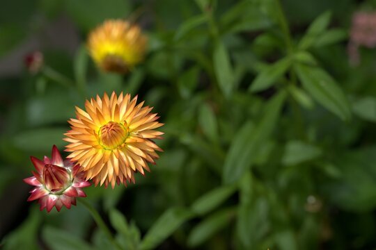 Vibrant orange strawflower blooming alongside a fresh floral bud.
