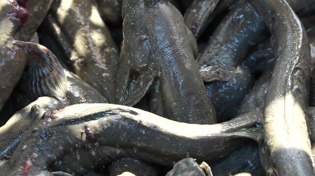 Korean traditional fishing bluespotted mudskipper Jjantungoe mudflat fisherman culture 대한민국 한국 전통 어업 수산업 짱뚱어낚시 전통낚시 갯벌 서남해안 순천만 보성 신안 어부 짱뚱어 홀치기낚시 전통어업 보양식 뻘배 바다 썰물 물빠짐 해안선 진흙 지형 생태계 자연 환경 야생동물 생물학 관찰