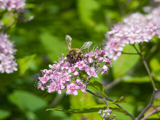 Honey bee with spread wings on pink spiraea flowers in summer garden © Tetiana
