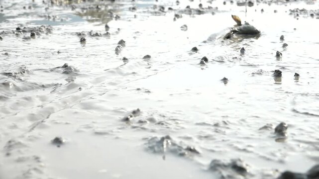 Korean traditional fishing bluespotted mudskipper Jjantungoe mudflat fisherman culture 대한민국 한국 전통 어업 수산업 짱뚱어낚시 전통낚시 갯벌 서남해안 순천만 보성 신안 어부 짱뚱어 홀치기낚시 전통어업 보양식 뻘배 바다 썰물 물빠짐 해안선 진흙 지형 생태계 자연 환경 야생동물 생물학 관찰