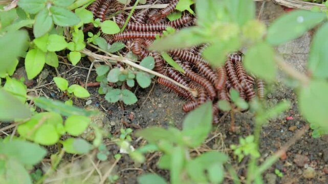Swarm of Striped Millipedes Crawling Together on Forest Soil