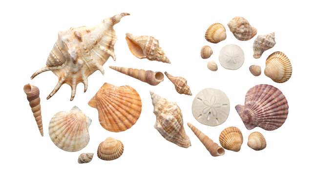 Natural sea shells collection on white background, assorted marine seashells and sand dollars, tropical beach ocean treasures for summer decor