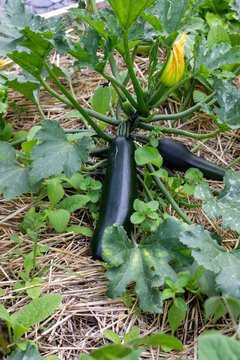 Gros plan sur des plants de l&eacute;gumes en cultures associ&eacute;es dans un potager : courgette et bourrache