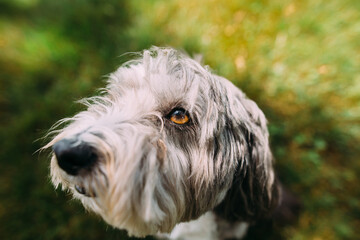 Fototapeta premium close-up portrait of a dog in the grass