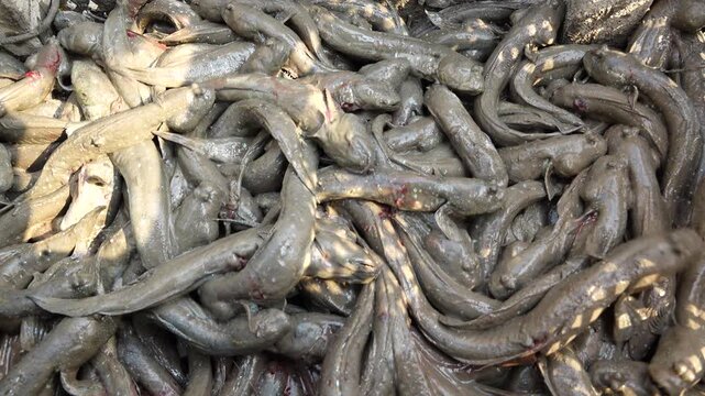 Korean traditional fishing bluespotted mudskipper Jjantungoe mudflat fisherman culture 대한민국 한국 전통 어업 수산업 짱뚱어낚시 전통낚시 갯벌 서남해안 순천만 보성 신안 어부 짱뚱어 홀치기낚시 전통어업 보양식 뻘배 바다 썰물 물빠짐 해안선 진흙 지형 생태계 자연 환경 야생동물 생물학 관찰