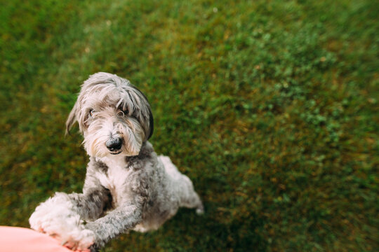 Portrait of a dog on windy day