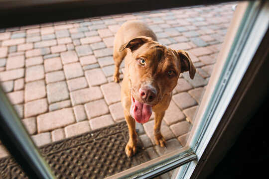 Portrait of a dog through glass door