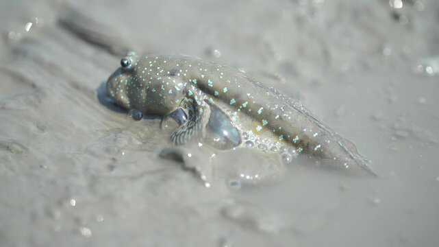 Korean traditional fishing bluespotted mudskipper Jjantungoe mudflat fisherman culture 대한민국 한국 전통 어업 수산업 짱뚱어낚시 전통낚시 갯벌 서남해안 순천만 보성 신안 어부 짱뚱어 홀치기낚시 전통어업 보양식 뻘배 바다 썰물 물빠짐 해안선 진흙 지형 생태계 자연 환경 야생동물 생물학 관찰
