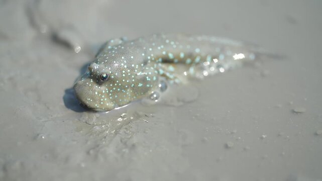 Korean traditional fishing bluespotted mudskipper Jjantungoe mudflat fisherman culture 대한민국 한국 전통 어업 수산업 짱뚱어낚시 전통낚시 갯벌 서남해안 순천만 보성 신안 어부 짱뚱어 홀치기낚시 전통어업 보양식 뻘배 바다 썰물 물빠짐 해안선 진흙 지형 생태계 자연 환경 야생동물 생물학 관찰