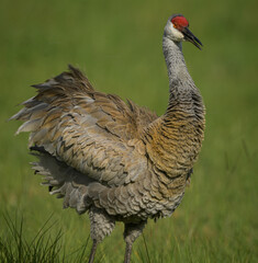 Fototapeta premium Greater sandhill crane - Antigone canadensis pratensis - is a species of large crane of North America and extreme northeastern Siberia. Florida example