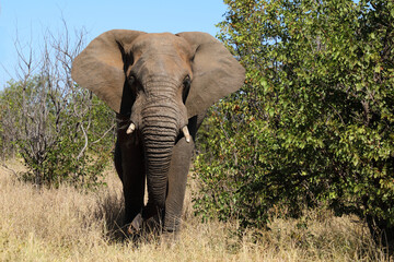 Fototapeta premium Afrikanischer Elefant / African elephant / Loxodonta africana