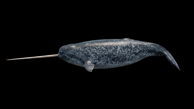 A side profile of a large 3D animated narwhal whale with a long tusk swimming forward through dark water. The Arctic marine mammal asset is isolated on a solid black background.