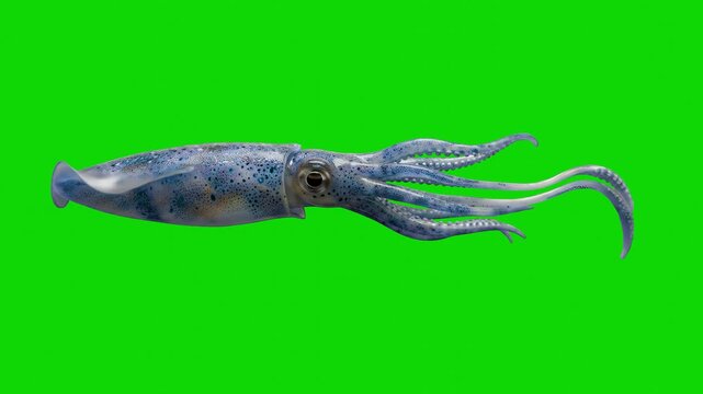 A detailed 3D animated blue squid swims forward smoothly, undulating its long tentacles against a bright green screen backdrop. This high-quality cephalopod sequence is designed for seamless backgroun