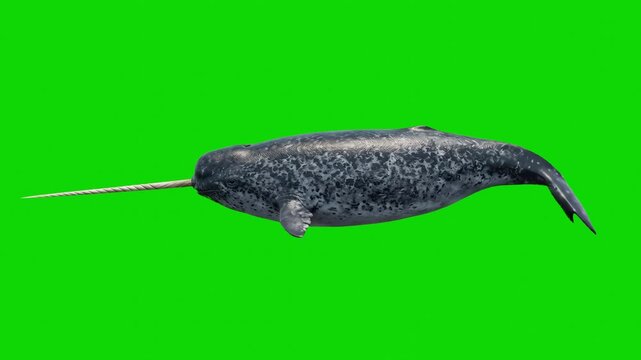 A realistic 3D animated narwhal with a long tusk and textured grey skin swims forward horizontally against a solid green chroma key background. This Arctic marine life asset is optimized for wildlife 