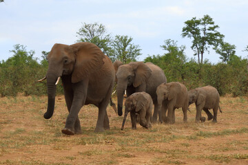 Fototapeta premium Afrikanischer Elefant / African elephant / Loxodonta africana