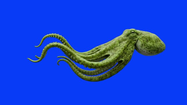 A side profile view of a realistic 3D animated green octopus swimming gracefully with its long suction-cupped tentacles trailing behind. The marine life asset is isolated on a blue screen.