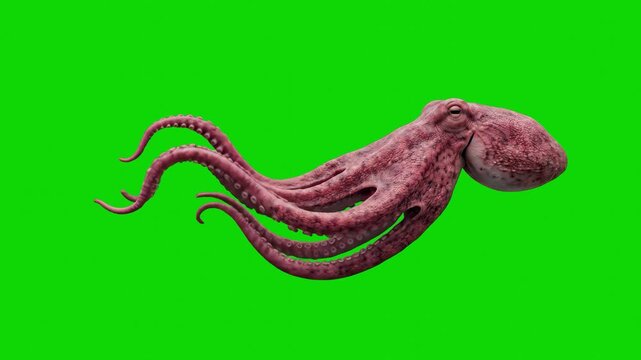 A close-up 3D animation of realistic purple octopus tentacles undulating and reaching across the frame. The sea creature's limbs are isolated on a bright green screen backdrop for professional video e
