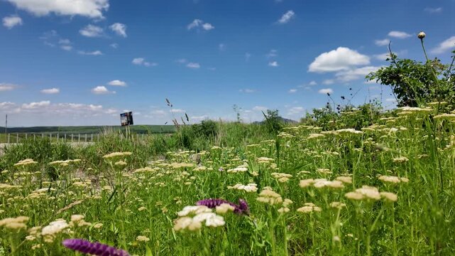 Bright field with wildflowers and blue sky in rural area during daytime