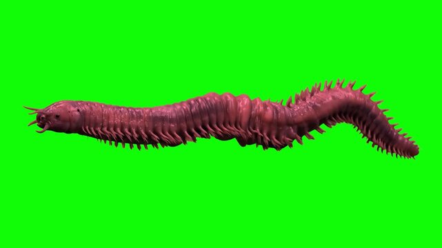 A creepy 3D animated pink marine bristle worm crawling horizontally across a bright chroma key green screen backdrop for professional video compositing.