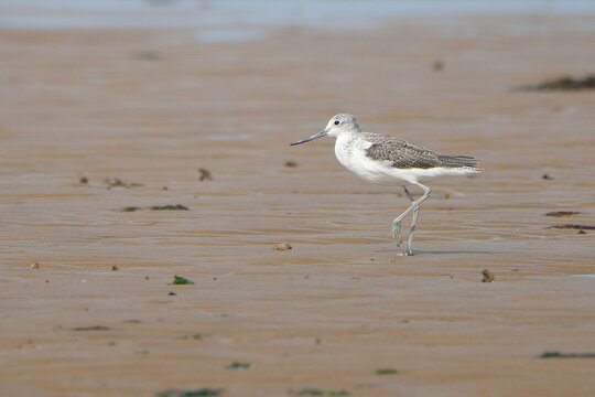 Common greenshank (Tringa nebularia) walking on a wet sandy beach looking for food