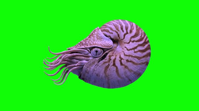 A detailed 3D animated nautilus mollusk swimming through the water, showing its spiral shell and tentacles. The ancient marine creature is isolated on a solid chroma key green screen background for VF