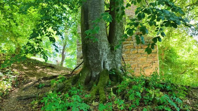 Historischer R&ouml;merturm inmitten eines dichten, gr&uuml;nen Waldst&uuml;cks, umgeben von weiten Feldern und Wiesen in einer idyllischen l&auml;ndlichen Landschaft aus der Vogelperspektive fotografiert.
