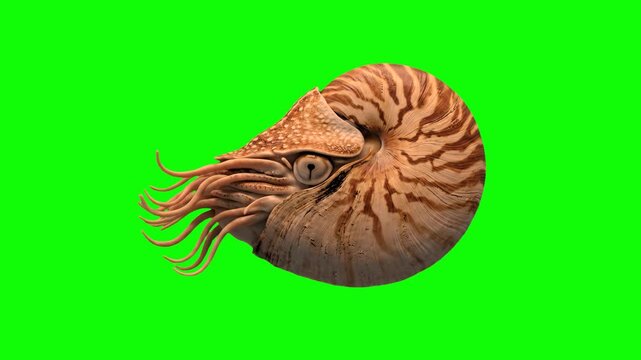A detailed 3D animated nautilus featuring a distinct reddish-brown striped shell moves through the water against a solid green screen backdrop. This optimized marine creature loop is designed for seam