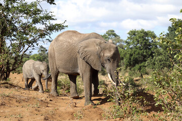 Fototapeta premium Afrikanischer Elefant / African elephant / Loxodonta africana