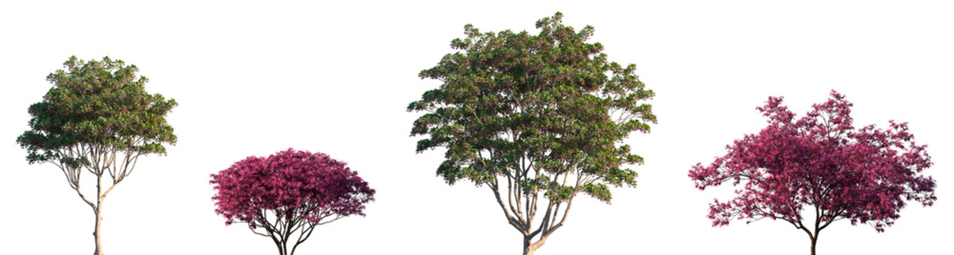 Set of Enkianthus campanulatus and Loropetalum chinense frontal set trees isolated png on a transparent background perfectly cutout