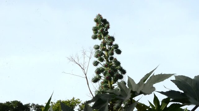 Zooming in On A Bunch Of Growing Oil Nuts 