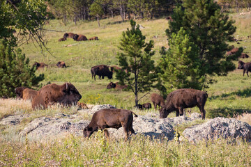 Fototapeta premium Bison herd grazing in a meadow