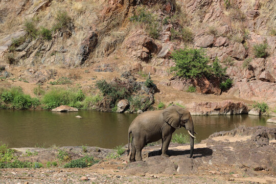 Afrikanischer Elefant am Mphongolo River/ African elephant at Mphongolo River / Loxodonta africana