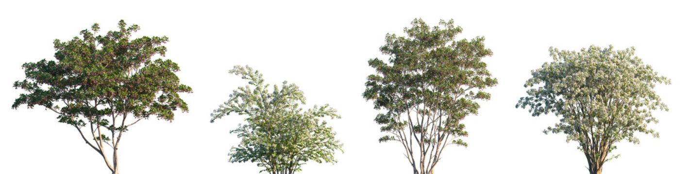 Set of Enkianthus campanulatus and Kolkwitzia amabilis frontal set trees isolated png on a transparent background perfectly cutout