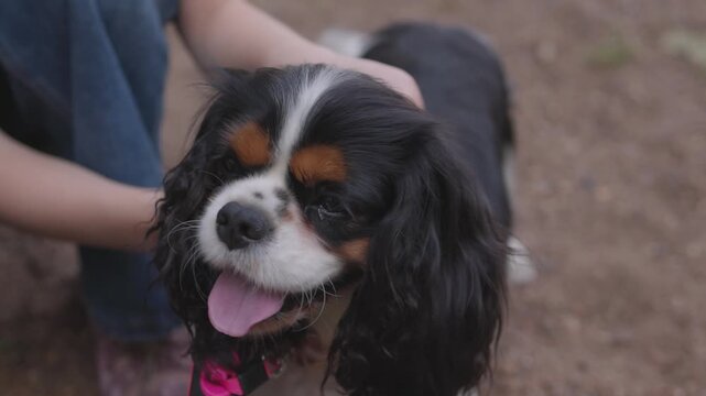Gentle play and grooming interaction with wet tricolor Cavalier King Charles Spaniel held by