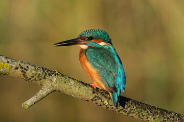 Obraz premium Common kingfisher (Alcedo atthis) perched on a branch, vibrant turquoise and orange plumage, wildlife photography