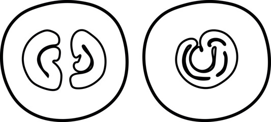 Diagram of coffee berry showing regular beans and peaberry structure © Kazakova Maryia