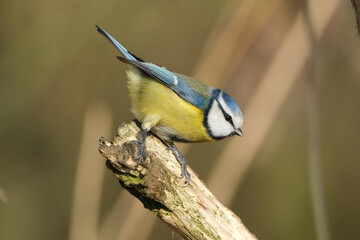 Beautiful blue tit bird sitting on a branch in the forest © Badr