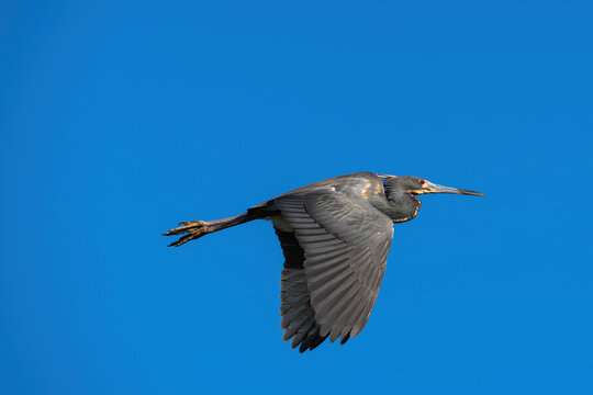 Tricolored heron flying in a clear blue sky close up portrait in Punta Cana Dominican republic