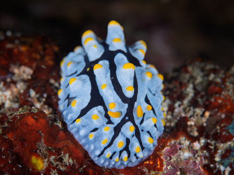 Colorful Phyllidia varicosa nudibranch crawling on coral reef in Anilao Philippines
