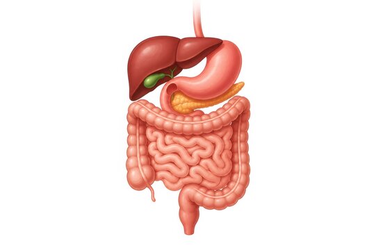 Human digestive system anatomy illustrating internal organs