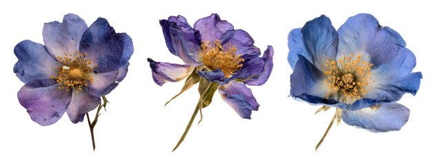 Obraz premium PNG Vibrant purple and blue flowers on transparent background