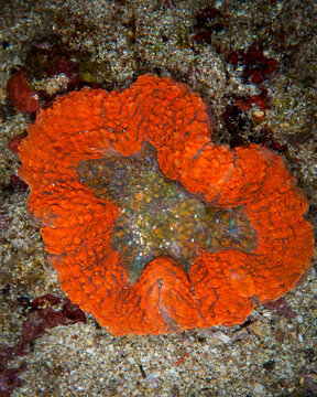 Brightly Colored Lobophyllia Coral on a Sandy Reef in Anilao Philippines