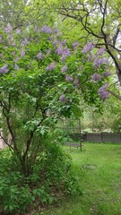 Fototapeta premium Blooming Purple Lilacs
