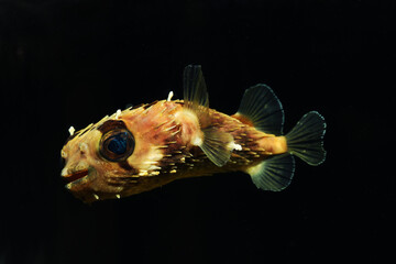 long spine porcupinefish (Diodon holocanthus) © Pavaphon