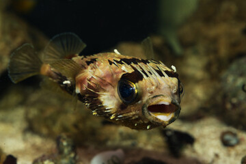 long spine porcupinefish (Diodon holocanthus) © Pavaphon
