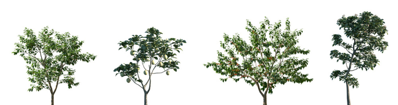 Set of Cerasus pseudocerasus and Citrus limon frontal set street trees isolated png in sunny daylight on a transparent background perfectly cutout
