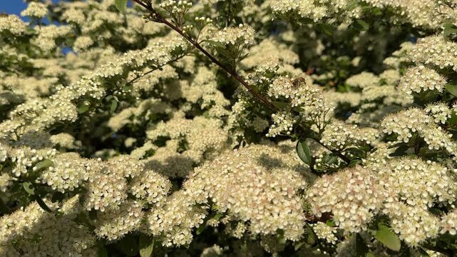Lush Pyracantha coccinea bush blooming with white flowers and honey bee. Firethorn shrub with a small bee collecting pollen under a blue sky. Natural botanical background texture of spring flora.